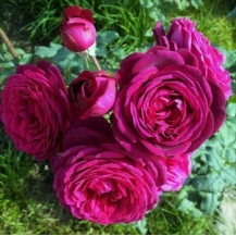 Goethe Rose / Гете Розе